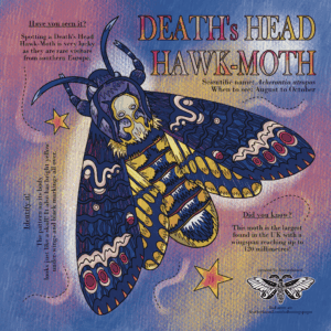 Death's Head Hawk-moth coloured digitally using colourful pencils and pastels.